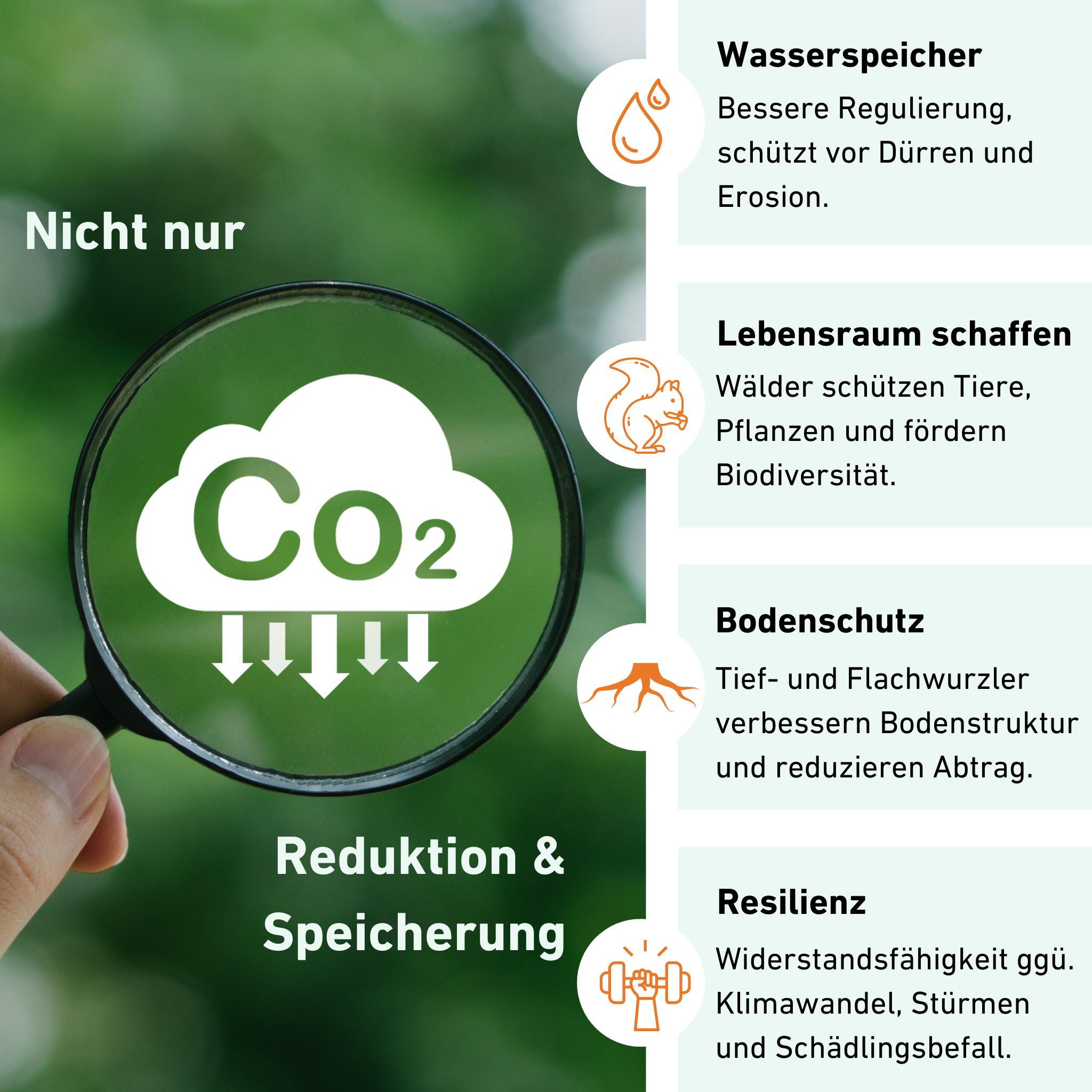 Deine Baumpatenschaft