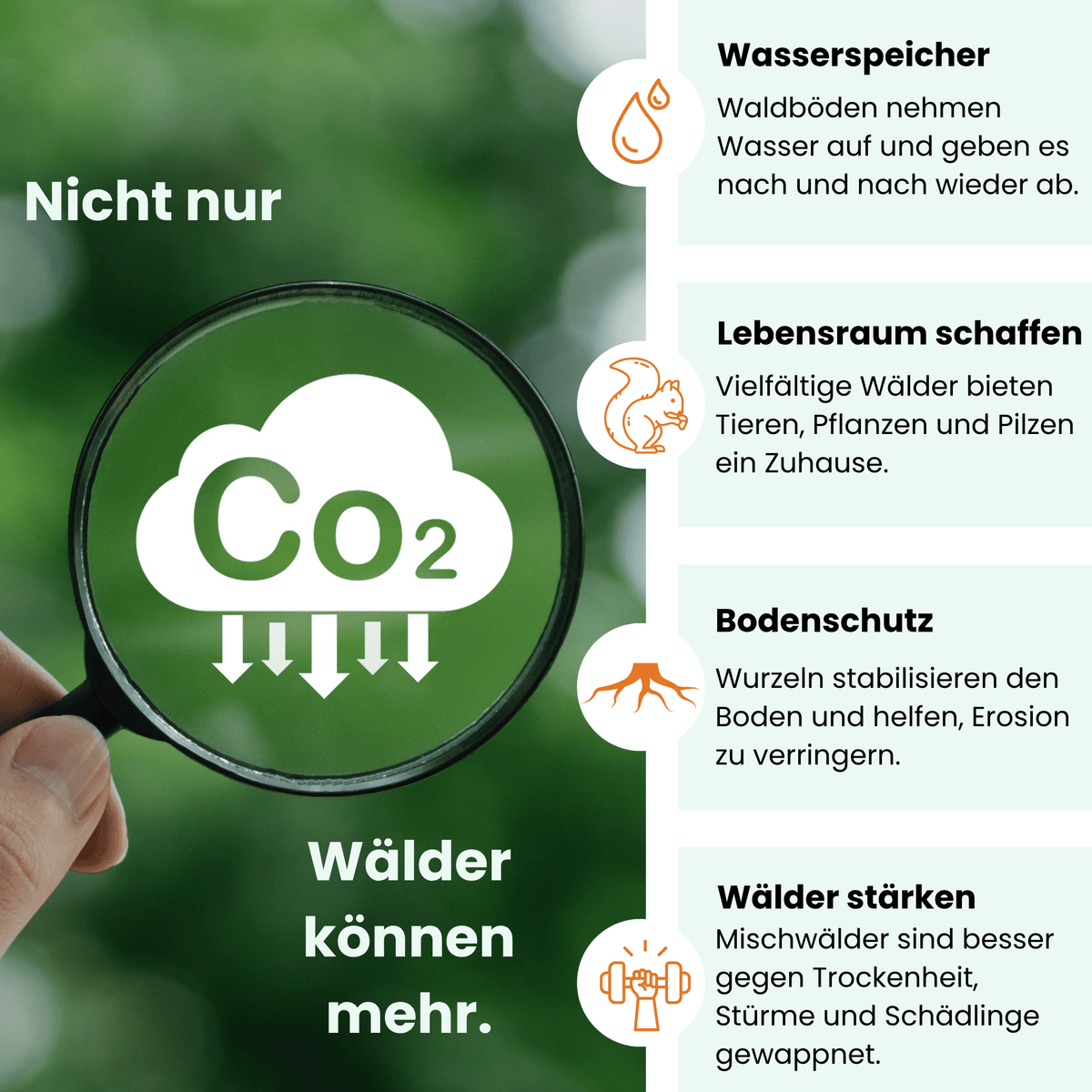 Deine Baumpatenschaft