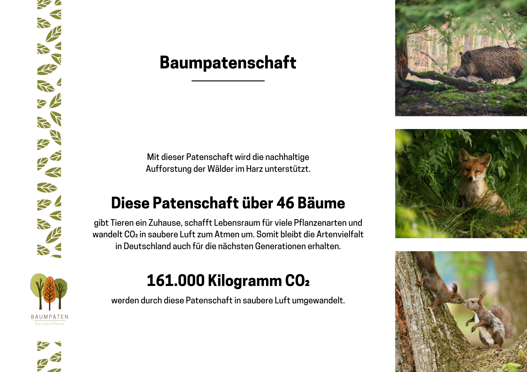 Baumpatenschaft für den Harz (Zertifikat per Post)