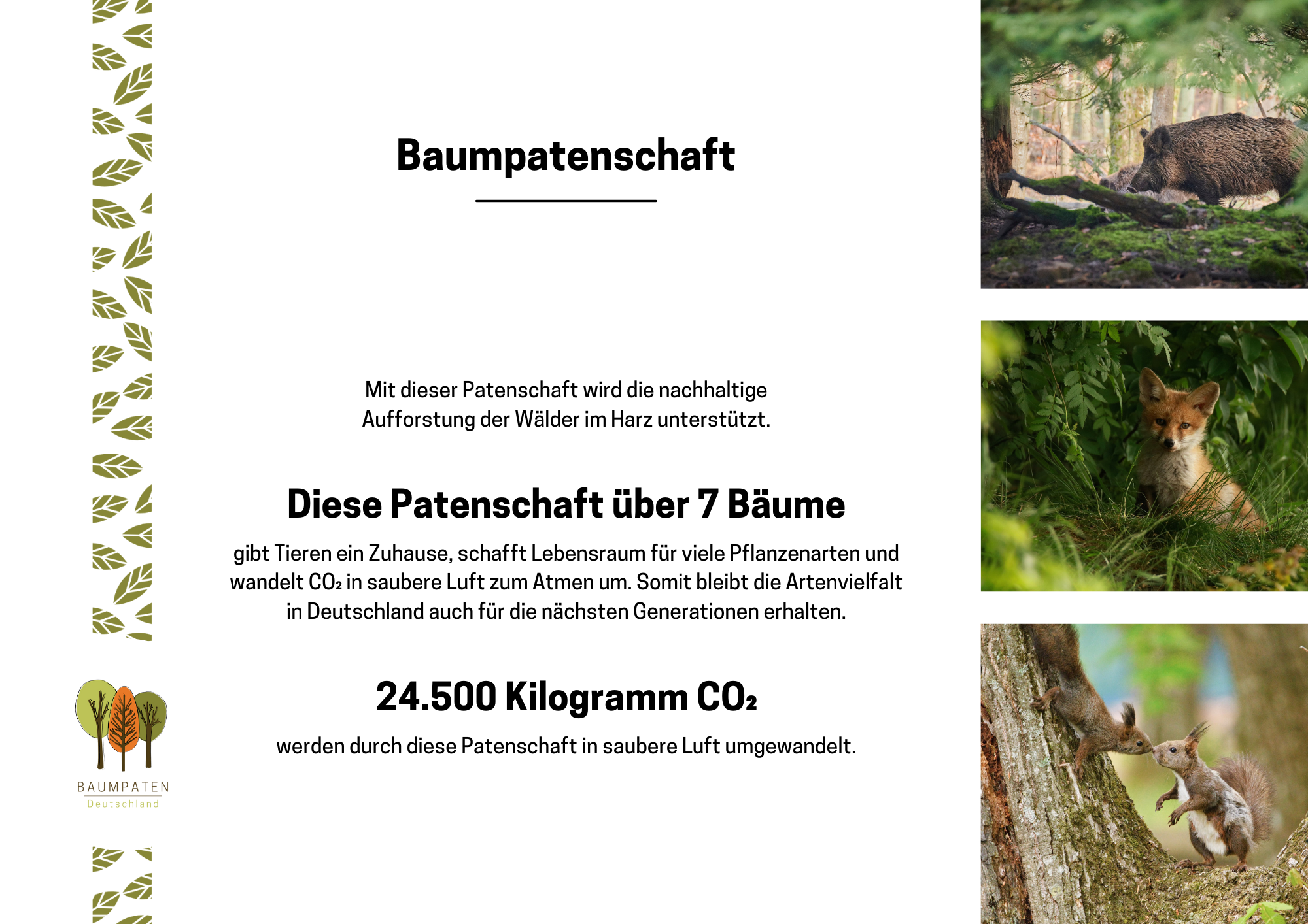 Baumpatenschaft für den Harz (Zertifikat per Post)